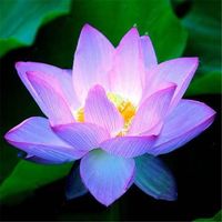 Egrow Lotus Flower Seeds