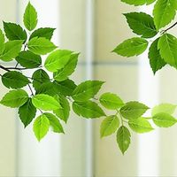 Green Leaves Matte Window Film Cling Vinyl Thermal-Insulation Privacy Protection Home Decor For Window Cabinet Door Sticker Window Sticker - 60X58CM miniinthebox - thumbnail