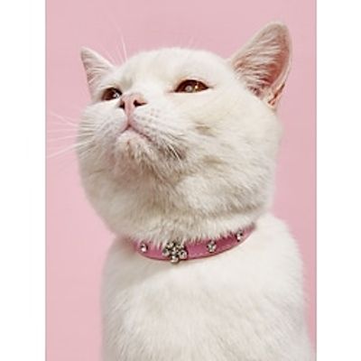Dog Cat Collar Soft Decoration Anti Lost Cute Adorable Outdoor Flower PU Leather Shiba Inu Baby Pet Small Dog Pink Lightinthebox