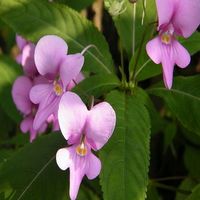 50Pcs Impatiens Seeds Rare Colorful Flower Potted Plant Garden Bonsai Garden Seed Deco