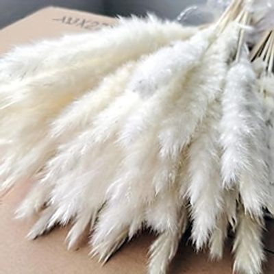 15pcs White Pampas Grassland, 6.6917.72inch Natural Dry Pampas Grass Branches Decoration Home Kitchen Garden Party Shoot Flower Arrangement Vase Decoration (White) Lightinthebox