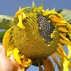 30Pcs Giant Sunflower Seeds