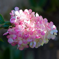 50Pcs Vanilla Strawberry Hydrangea Flower Seeds Planting Flower Bonsai Tree Seeds 50Pcs Vanilla Strawberry Hydrangea Flower Seeds Planting Flower Bonsai Tree Seeds
