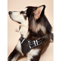 Dog Cat Harness Adjustable Escape Proof Safety Safety Sports Adjustable Outdoor Running Walking Solid Colored Polyester Small Dog Medium Dog Large Dog Black 1PC Lightinthebox - thumbnail