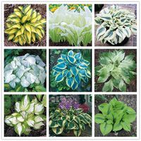 Egrow 100Pcs Plantain Lily Flower Seeds