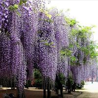 10Pcs Purple Wisteria Flower Seeds Wisteria Sinensis For DIY Home Garden Plant - thumbnail