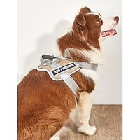 Dog Cat Leash Light Up Harness Mesh Harness Vest Escape Proof Safety Safety Reflective Strip Sports Reflective Outdoor Running Walking Solid Colored Polyester Small Dog Medium Dog Large Dog Pink Lightinthebox - thumbnail