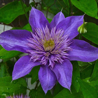100Pcs Clematis Seeds Potted Clematis Flower Garden Ornamental Plants