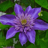 100Pcs Clematis Seeds Potted Clematis Flower Garden Ornamental Plants 100Pcs Clematis Seeds Potted Clematis Flower Garden Ornamental Plants