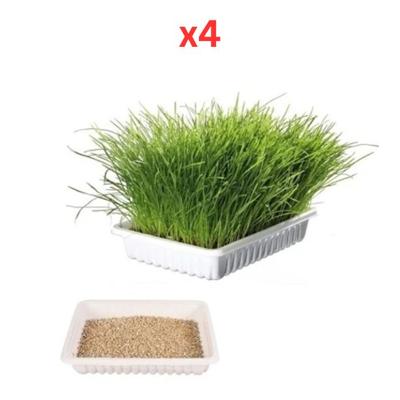 Trixie Cat Grass in Tray for Cats 100G (Pack of 4) Trixie Cat Grass in Tray for Cats 100G (Pack of 4)