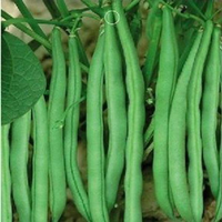 10Pcs Four Seasons Beans Seeds Green Plants Vegetable Seeds - thumbnail