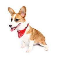 Pet Dog Red Imperial Crown Adjustable Collars - thumbnail